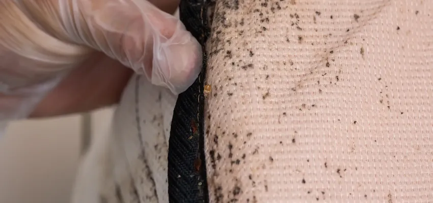 Bed Bugs on Side of Mattress