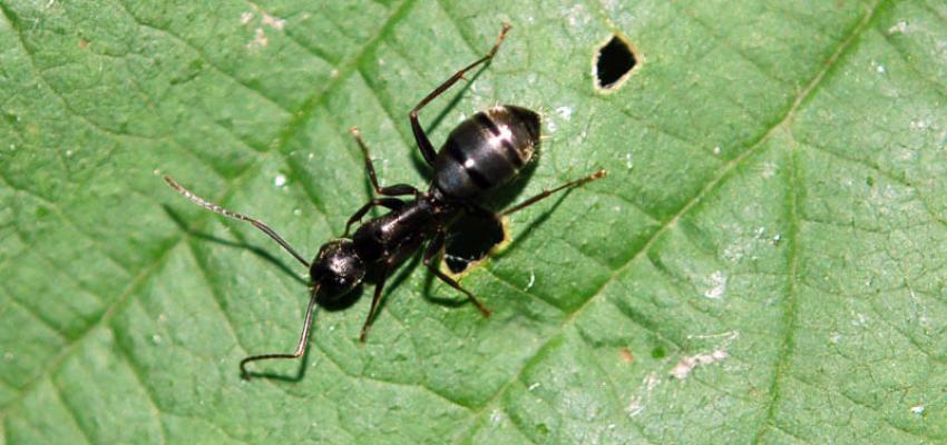 an argentine ant