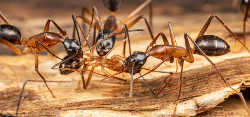 carpenter ants up close