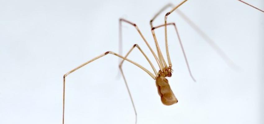 Cellar Spider