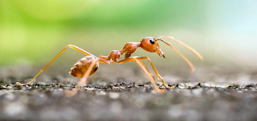 a fire ant