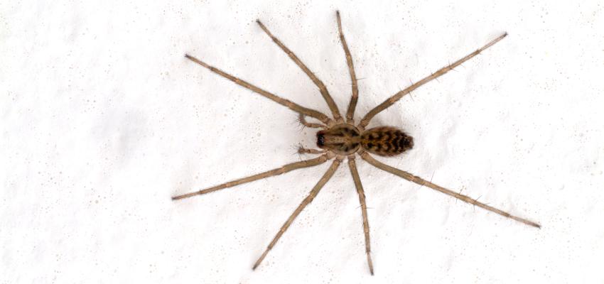 House Spider