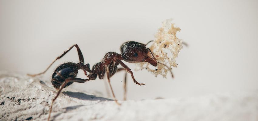 an odorous house ant
