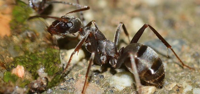 a velvety tree ant