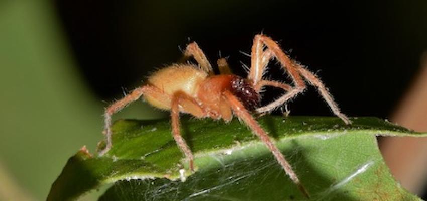 Yellow Sac Spider