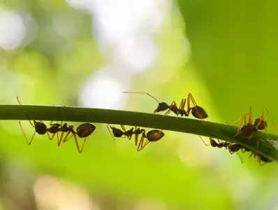 ants on a leaf