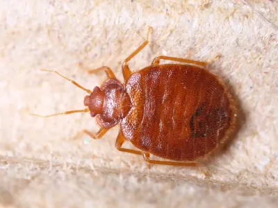 a close up of a bed bug