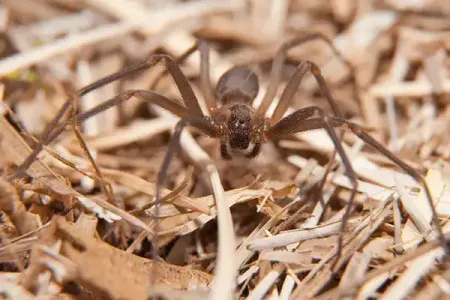 a spider on the ground