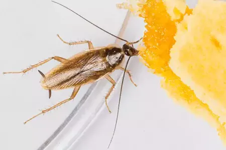 a cockroach