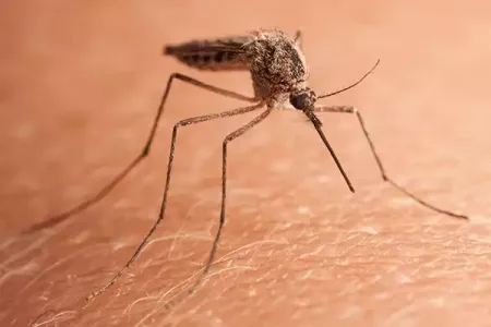 a mosquito on skin