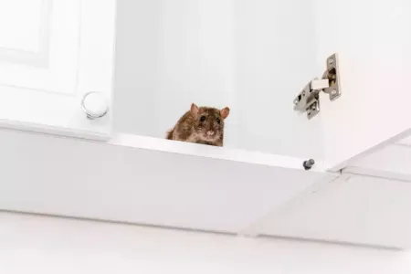 a mouse on a shelf