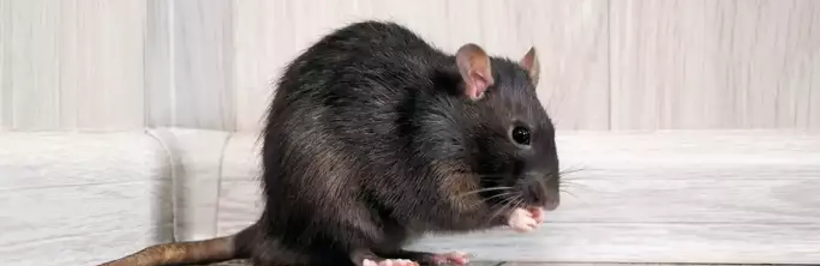 a rodent in a house