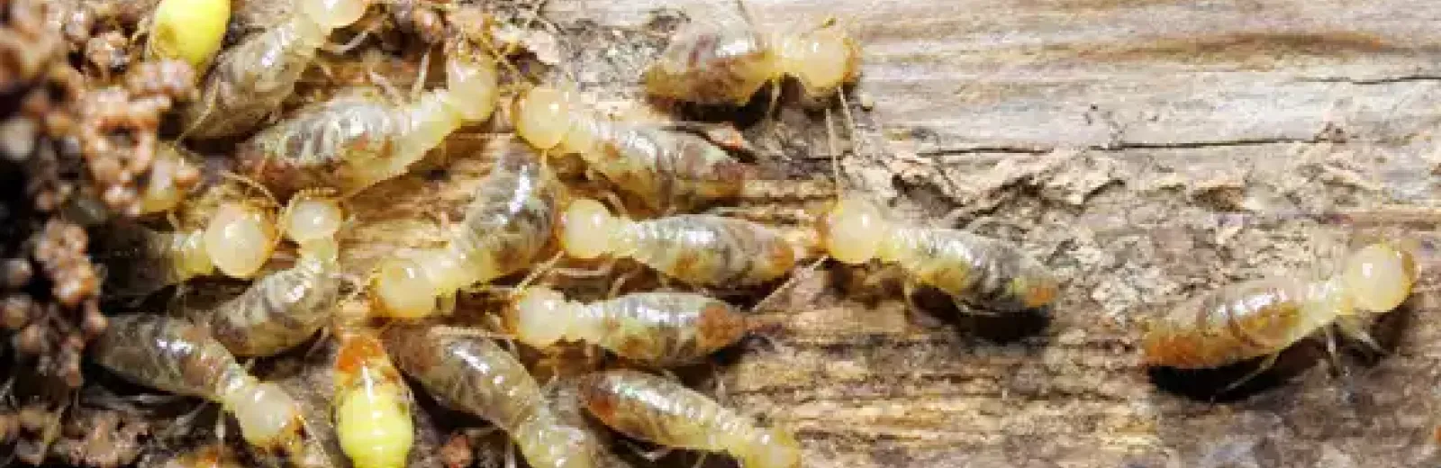 termites on wood