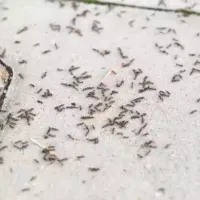 ants on pavement
