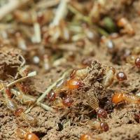 termites feeding