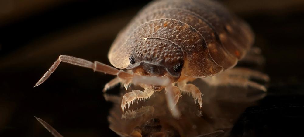 Bed Bug bed bug close up
