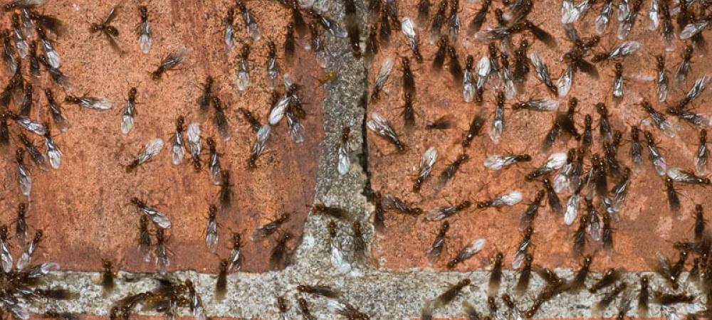 a swarm of ants on bricks