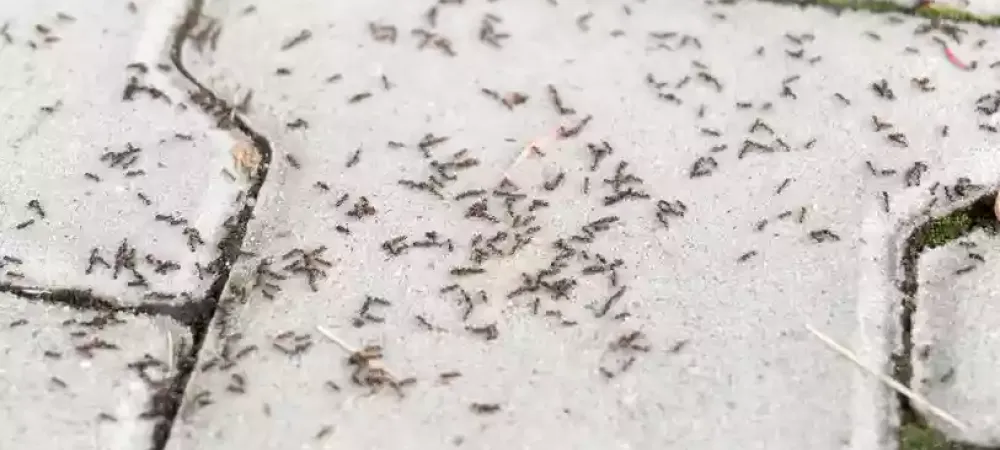 ants on pavement