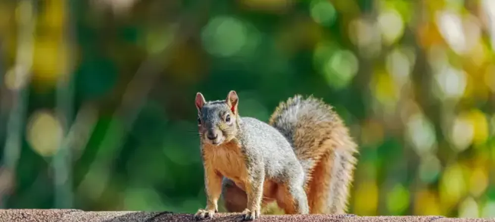 a squirrel on a roof