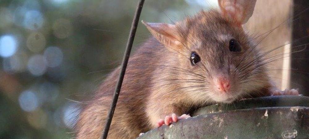 rodent-outside-home rodent outside of a home