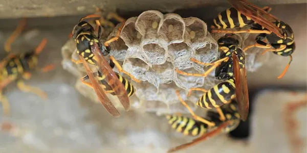 wasp nest on house