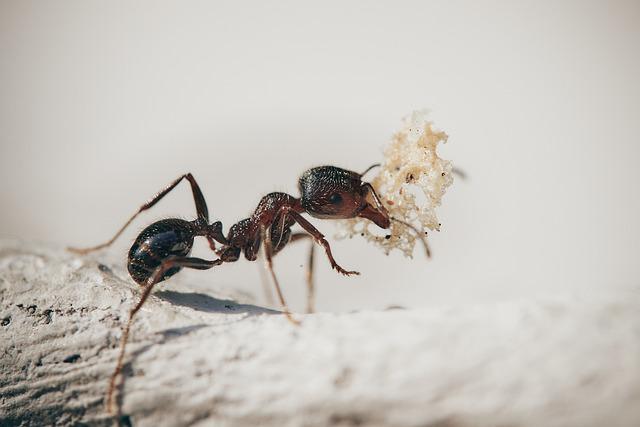 ant on a piece of wood 