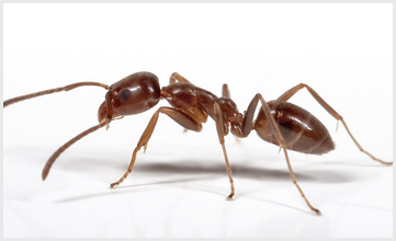 Ant on a white background 