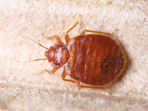 Bed bug that is a red-brown color.