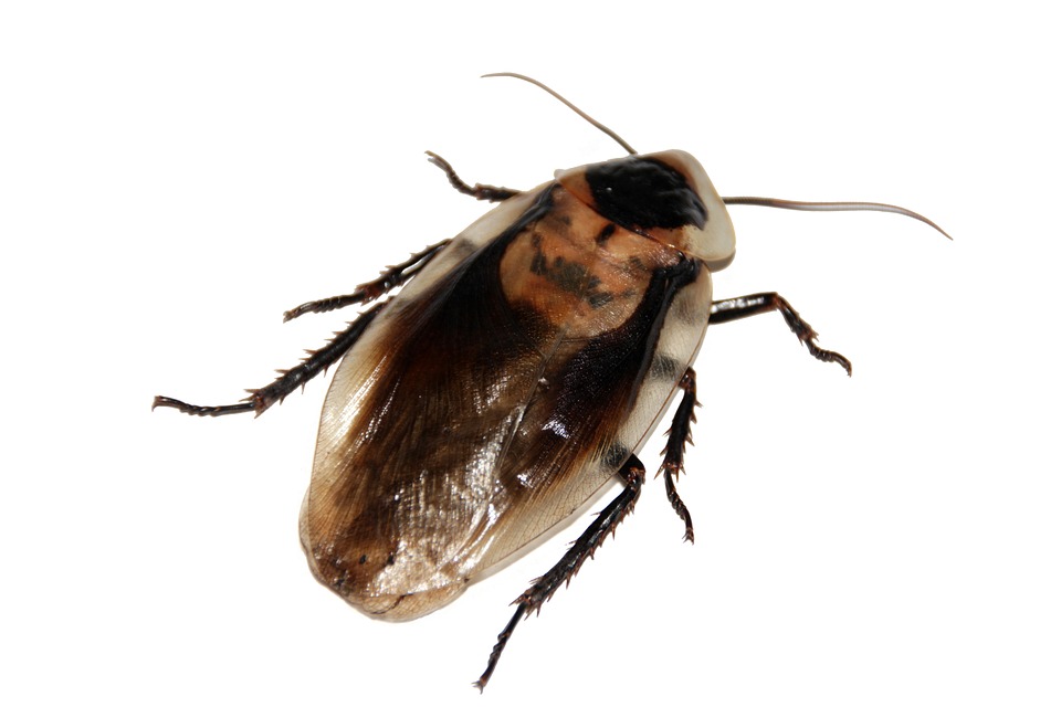cockroach on a white background 