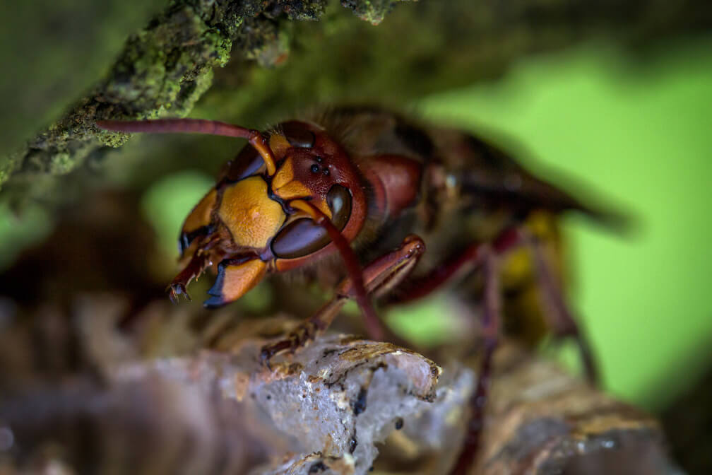 a hornet peaking its head in between a tree branch