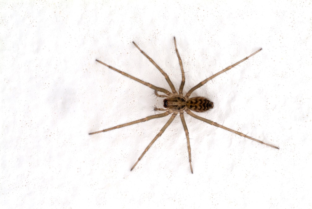 Photo of a house spider on a white background 