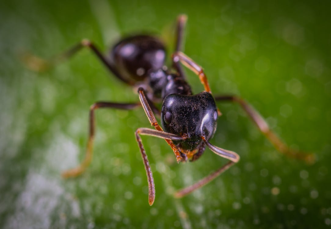 Close up of an ant on a leaf 