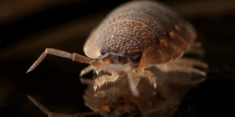 bed bug close up 