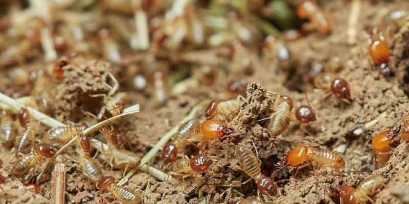 termites feeding