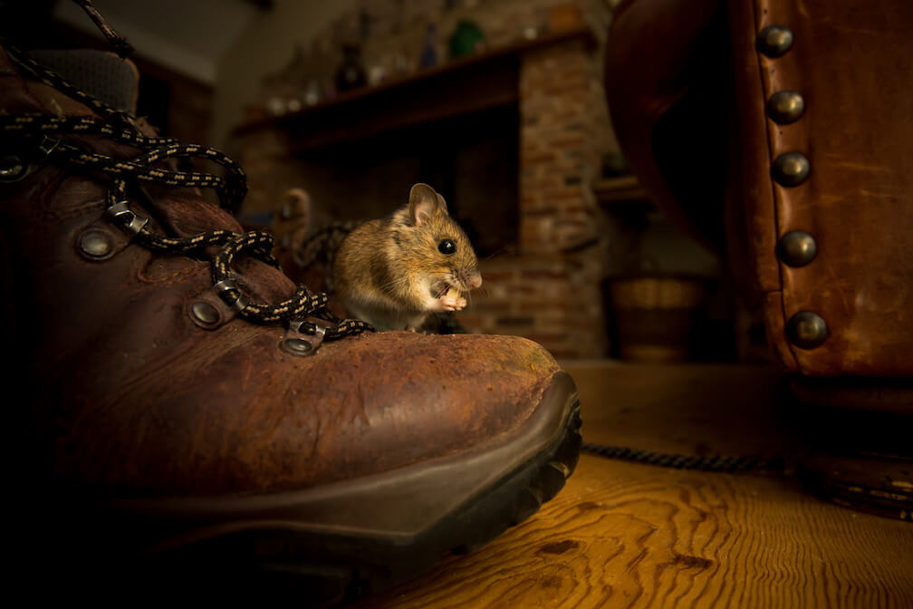 House mouse in someone's home, eating a nut